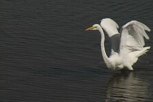 egret 3.jpg